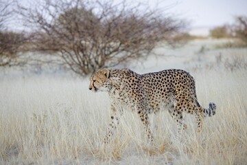 Cheetah in the savanna. Close-up. Namibia. Africa. An excellent illustration.