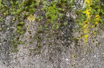 green moss on wall 