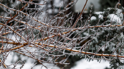 Garden plants after freezing rain