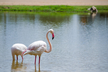 Pink flamingo in the river