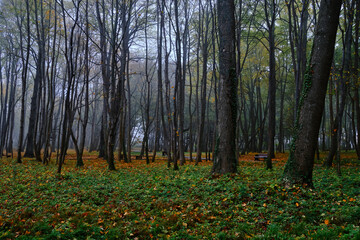Trees in foggy, autumn, public park.