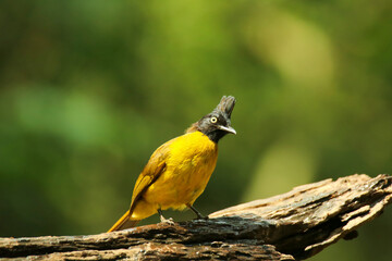BLACK-CRESTED BULBUL in the forest of Thailand