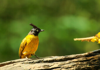 BLACK-CRESTED BULBUL in the forest of Thailand