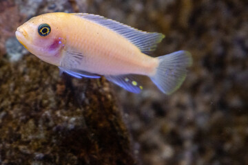 African Cichlids lake Malawi