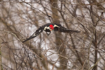 woodpecker on a branch