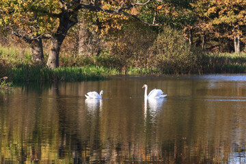 Fototapeta premium Lake with trees on the shore with yellowed foliage and two swans in autumn in sunny weather.