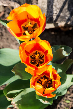 red yellow tulip flowering in a spring - selective focus