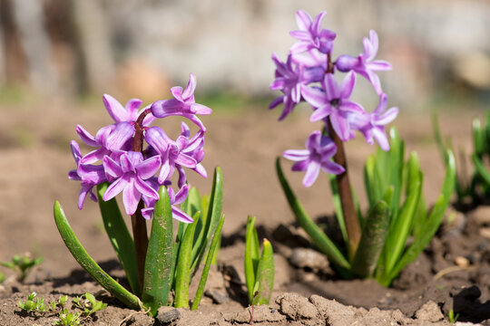 Colorful hyacinths flowering in a spring garden - selective focus