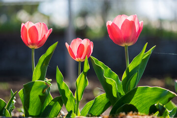 three pink tulips in a row blooming in a spring garden - selective focus