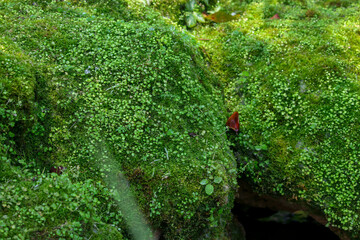 Fototapeta na wymiar Beautiful green moss on the floor, moss closeup, macro.