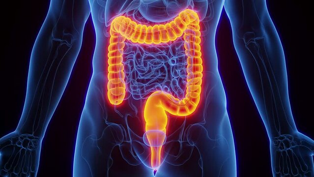 3d rendered medical animation of a healthy man's large intestine