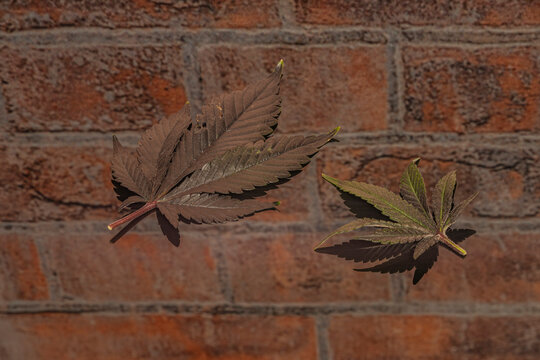 M.O.B. variety of marijuana leafs on reflection of old stone wall
