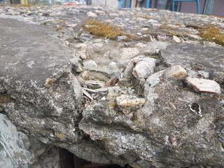 moss on the rocks