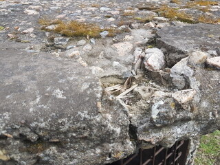 moss on the rocks