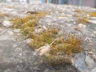 moss on the rocks