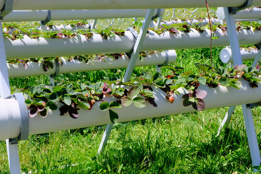 Strawberry Farm. Growing In A Mountain Climate - Concept. Environmentally Friendly Product.