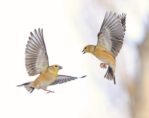 American Goldfinches flying on bright background