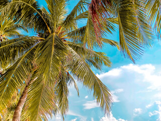 Fototapeta na wymiar Coconut plantation in tropical plantation
