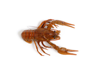Live crayfish white background, isolate.
