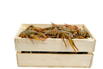 Live crayfish in wooden box white background.