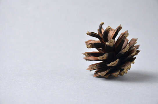 Fir cone on a gray background.
