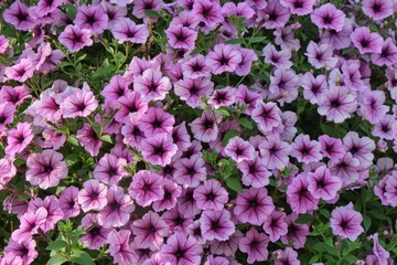 Obraz premium Colorful purple pink petunia hybrida flowers close up. Petunia plant floral background. Summer garden flowers bed. Urban flowers landscaping
