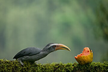 Malabar grey hornbill having fruits with beautiful background at Coorg,Karnataka,India
