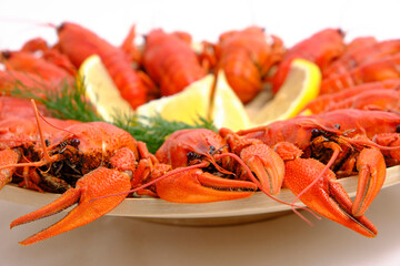 Cooked red river crayfish round wooden plate white background with lemon and herbs.