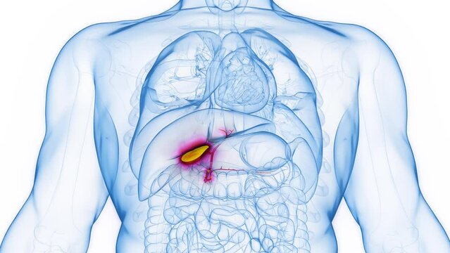 3d rendered medical animation of the gallbladder of a healthy adult male