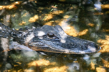 American Alligator