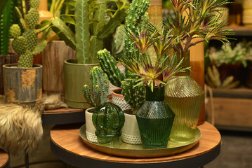 Indoor flowers. Cactus in a vase