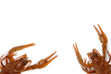 Live crayfish white background, food delicacy.