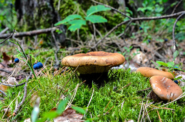 Common paxillus - poison paxillus - naked brimcap (Paxillus involutus)