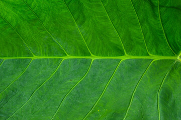 Fototapeta na wymiar abstract background of green taro leaves.