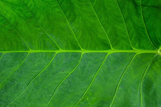 abstract background of green taro leaves.