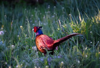 Pheasant bird stands in the grass