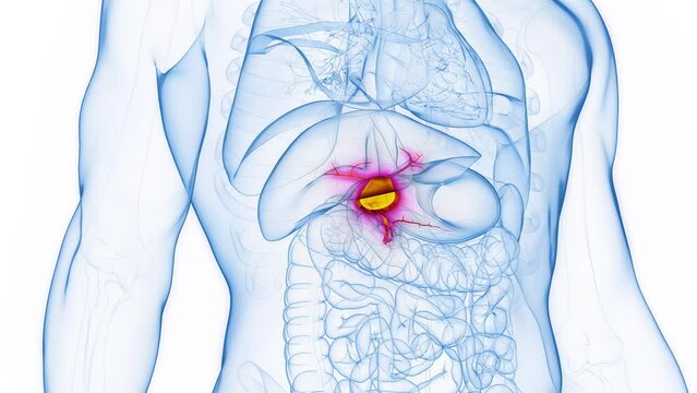 3d rendered medical animation of a man's healthy gallbladder