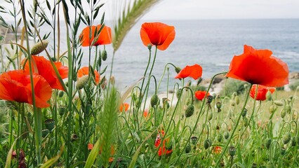 Obraz premium field of poppies
