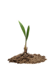 palm isolated, png file