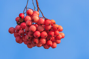 Bunch of red European rowan berries on a branch against a blue sky background