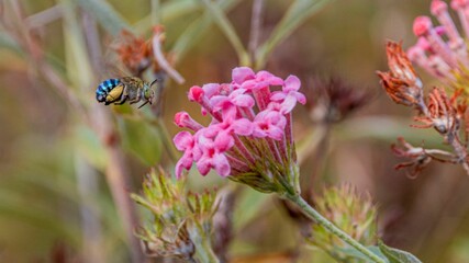 Closeup of a blue banded bee (amegilla cingulata) targeting pink rondeletia flower