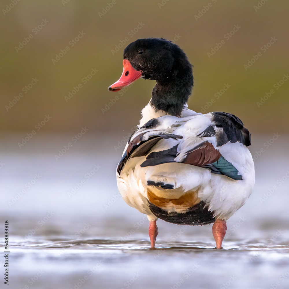 Wall mural Common shelduck walking in shallow water