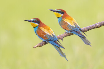 Couple of European Bee Eater perched on branch