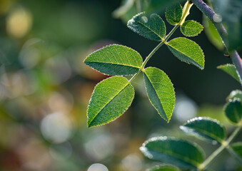 Fototapeta na wymiar Green leaves in the sunshine