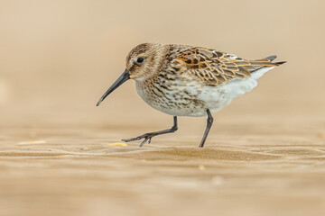 Dunlin wader bird on beach during migration