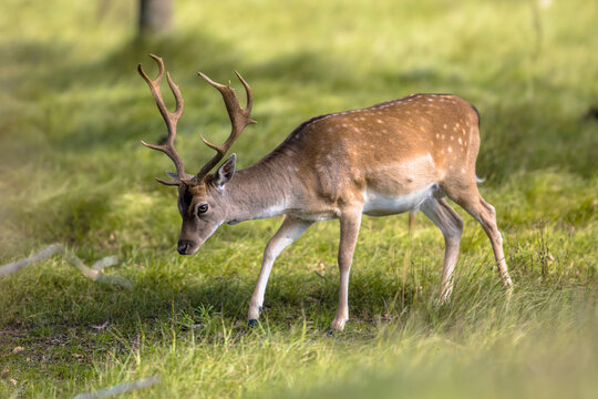 Fallow deer male with stags in rutting season