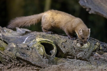 Pine marten on trunk in forest at night