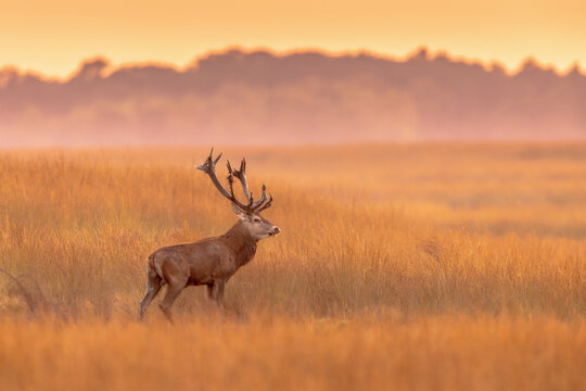 Male red deer buck displaying at sunset  in natural habitat on Veluwe