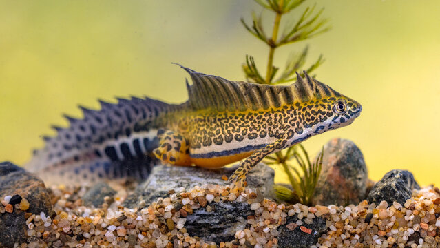 Southern banded newt aquatic animal in natural underwater habitat