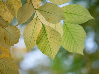 Autumn leaves in the forest